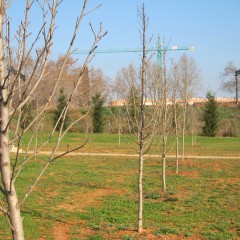 Sorbus domestica. Març 2014